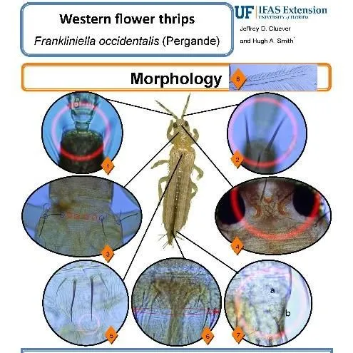 thumbnail for publication: Pest Identification Guide: Western Flower Thrips Frankliniella occidentalis (Pergande)